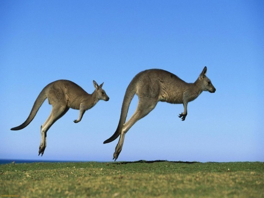 В Ростов-на-Дону летят австралийские кенгуру