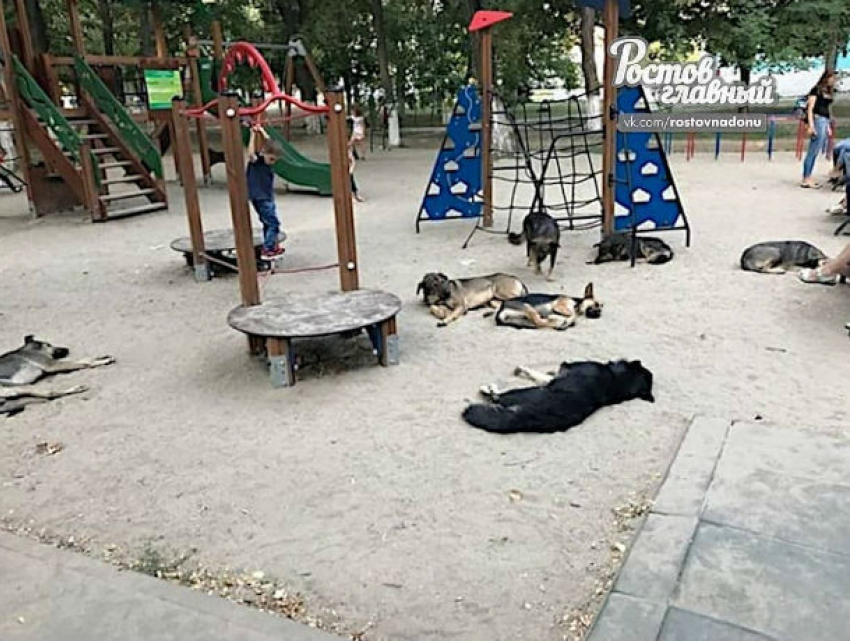 Лежбище собаченек обнаружили на детской площадке возмущенные ростовчане
