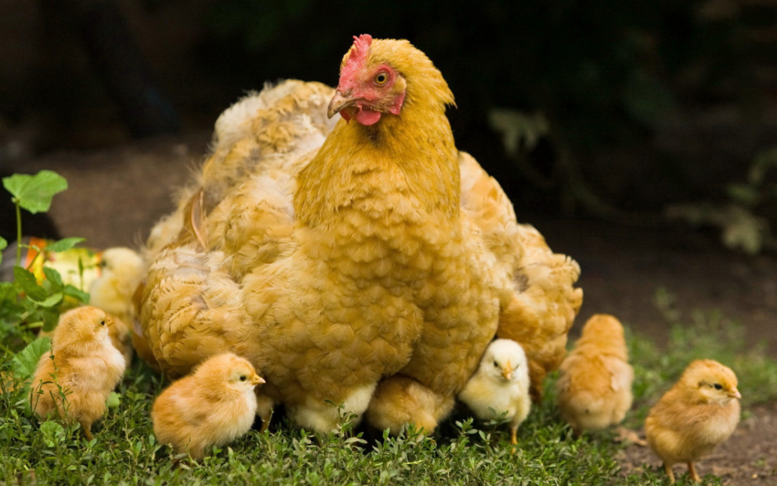 В Ростовской области курица за полгода подорожала почти на 75 рублей