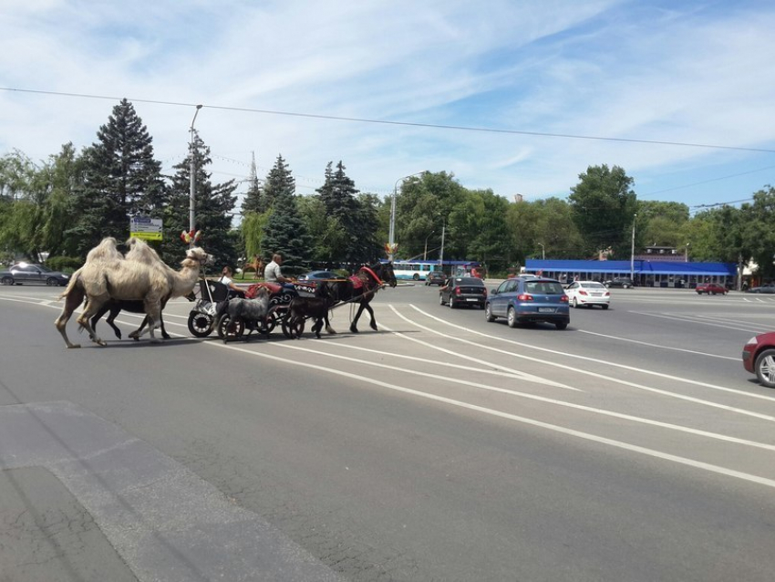 Верблюд, гуляющий по центру Ростова, нарушил правила дорожного движения