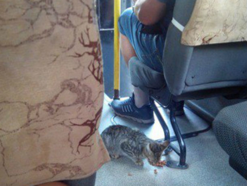 Невозмутимо спокойный кот-пассажир со вкусом прокатился в ростовской маршрутке