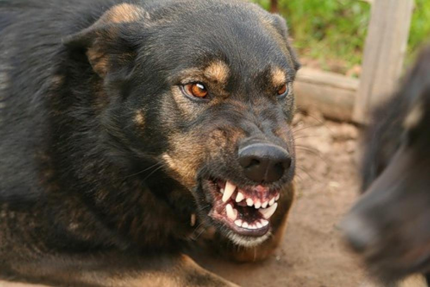 Под Новочеркасском собака изувечила лицо восьмилетней девочке