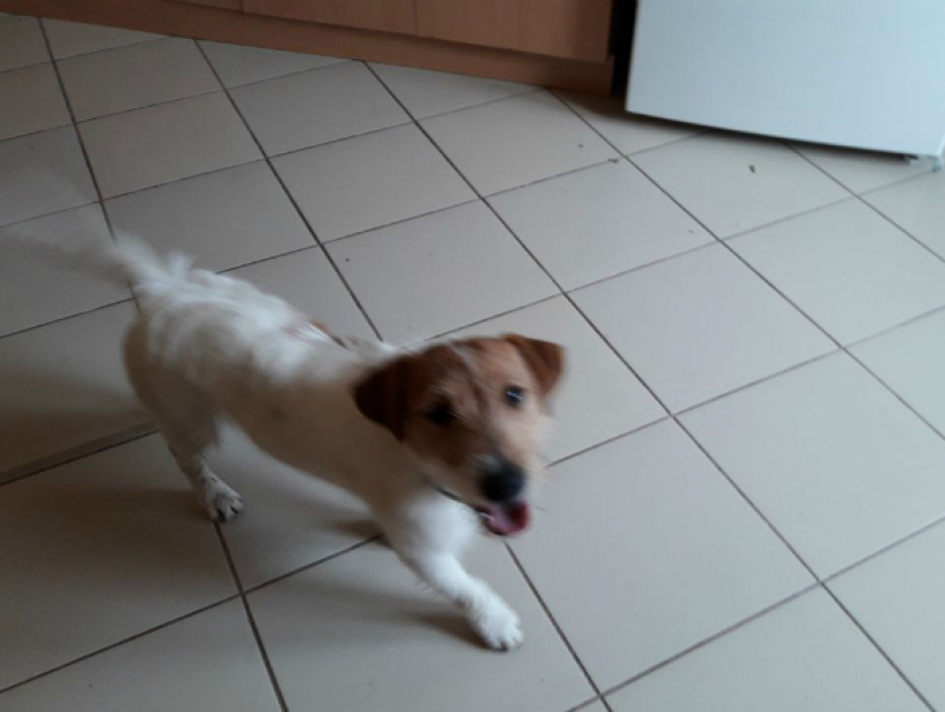 Маленькая лохматая собачка трагично отбилась от хозяев в новогодние праздники в центре Ростова