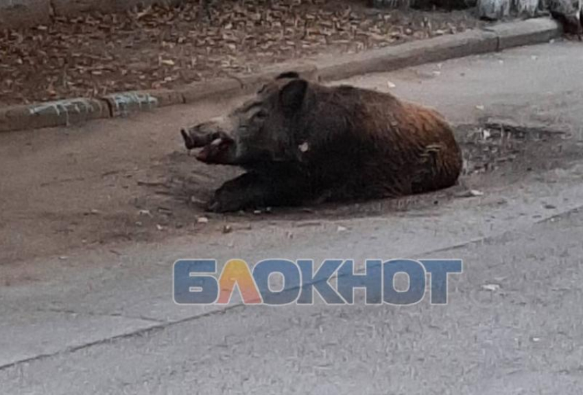 Ростов кабан. Кабан в городе. Кабан гуляет.