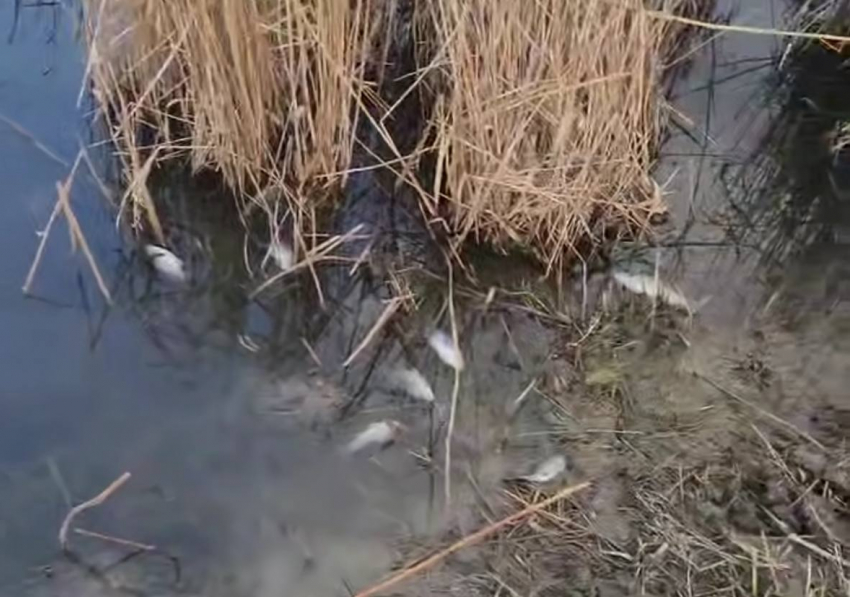 Минприроды отреагировало на сообщения о загрязнении реки в Ростовской области 