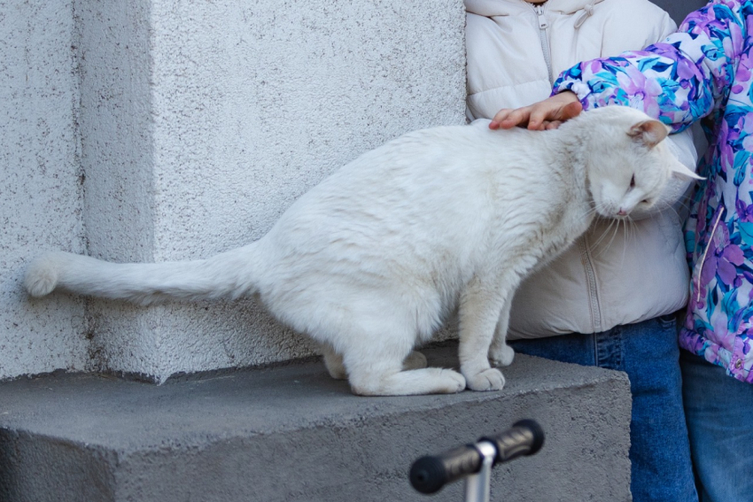 Карантин по бешенству частично ввели в Ростове