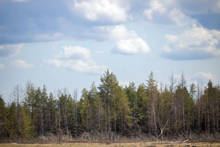 Ведомство для восстановления лесов создали в Ростовской области