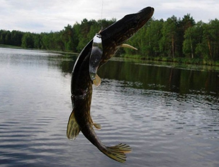 На ростовском Гребном канале пройдут соревнования по «Народной рыбалке»
