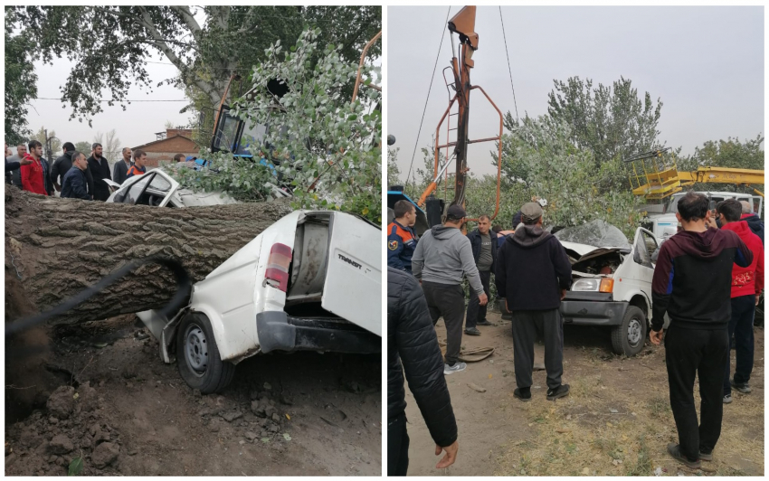 Двух человек убило упавшим деревом в Ростовской области