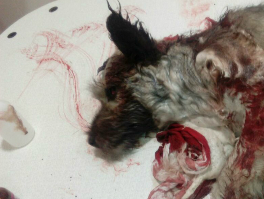 Живодеры прострелили горло маленькой собачке в Ростовской области