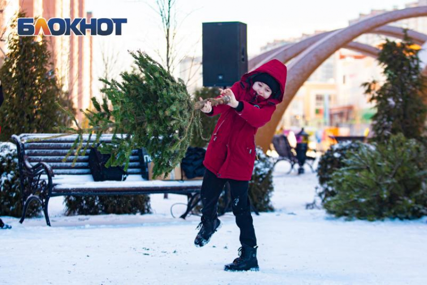 В Ростове по традиции будут сдавать и метать елки