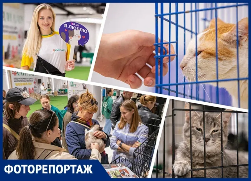 В Ростове 15 котов и кошек нашли новые семьи на фестивале «Дай лапу»