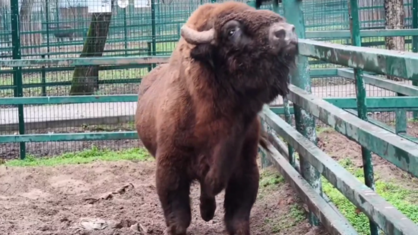 На Алтай отправился годовалый зубр Мураш из Ростова