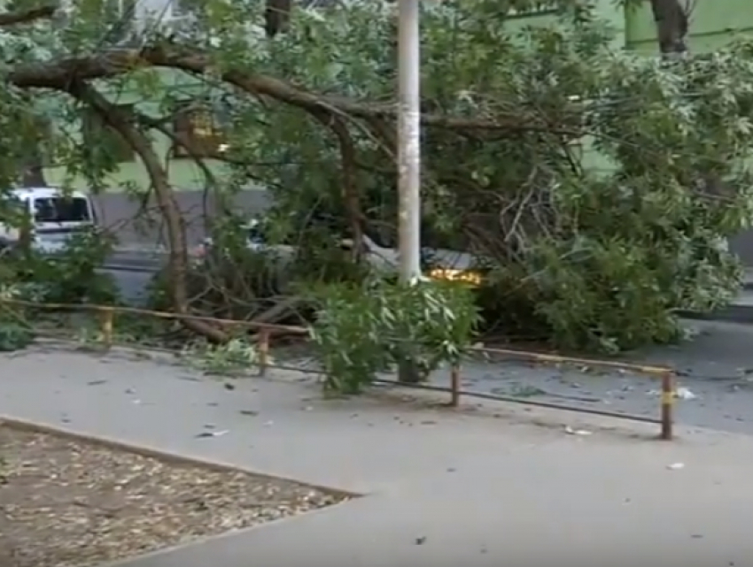Огромным ветвистым деревом накрыло автомобиль во дворе Ростова на видео