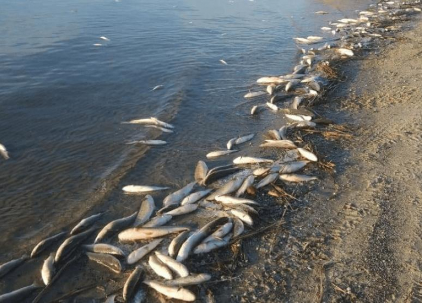 В Росрыболовстве назвали причину массовой гибели рыбы в Ростове