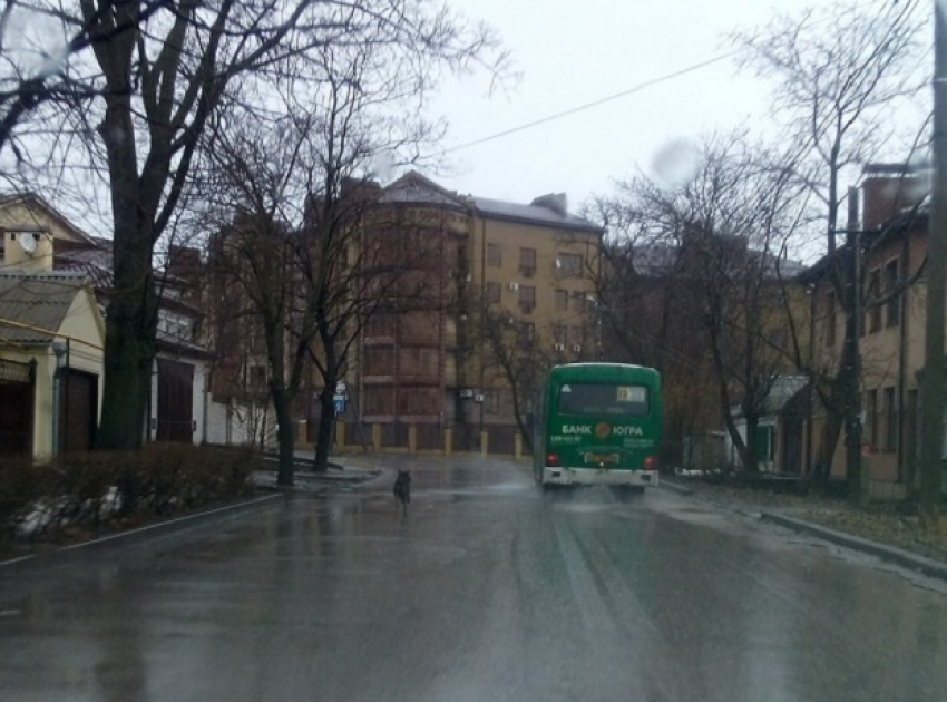 Верная собака пробежала за автобусом с хозяйкой несколько километров в Ростовской области