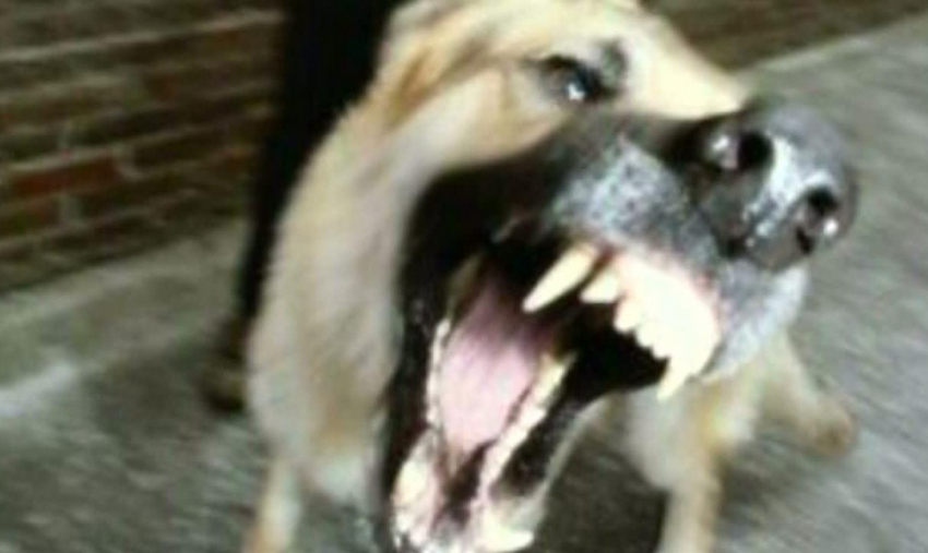 В Ростовской области дворовая собака убила бешеную лису