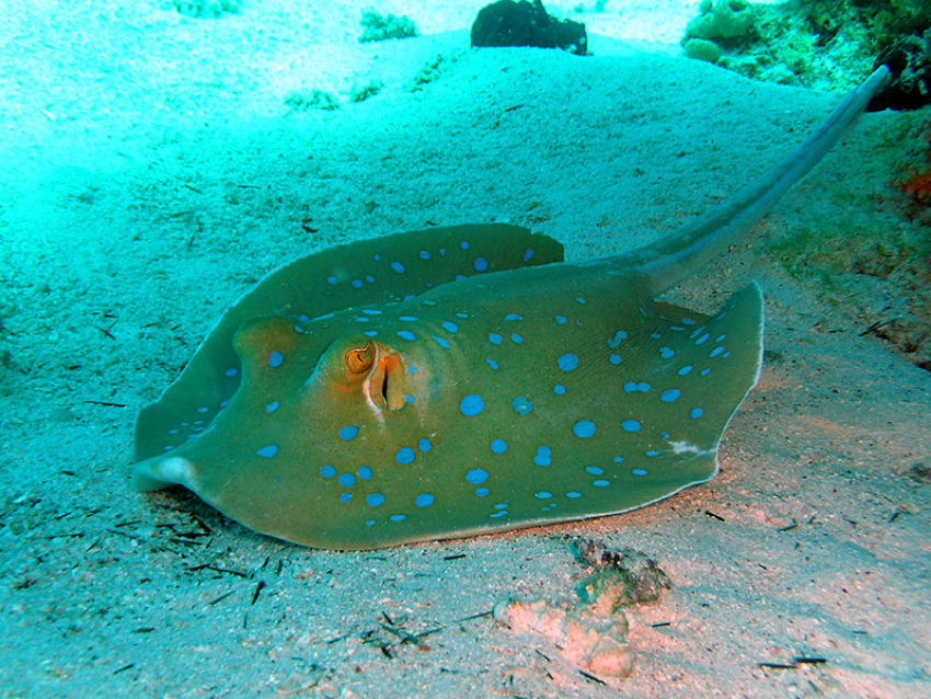 Морская рыба появилась в Таганрогском заливе 