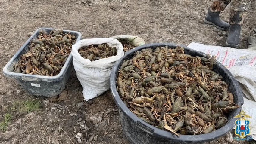 В Ростовской области спасли две тысячи раков после рейда на браконьеров