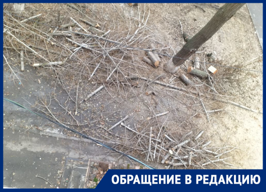 В Ростове вместо опила веток уничтожили несколько деревьев