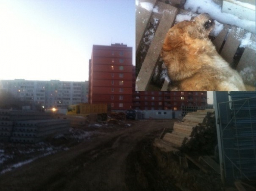 В жестоком убийстве пса из Волгодонска подозревают рабочих с соседней стройки