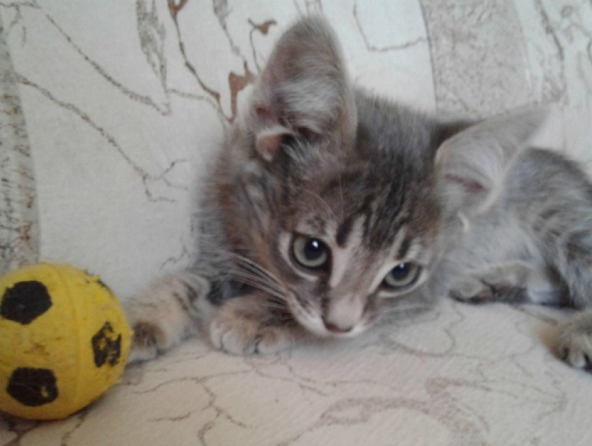 Уникальный котенок с пятью ушами родился в Ростовской области