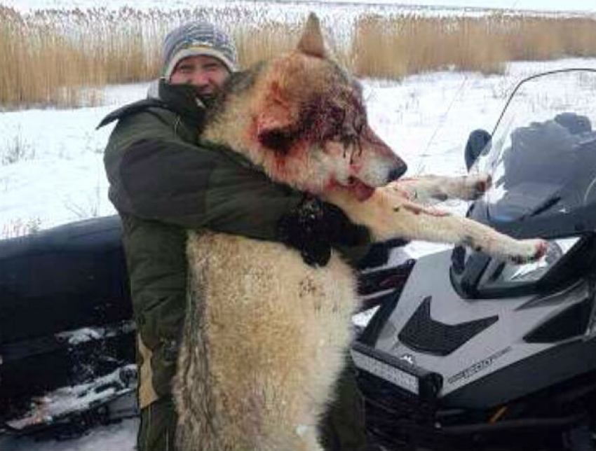 Охотники убили огромного волка, который разорвал собак и перегрыз свиней в Ростовской области