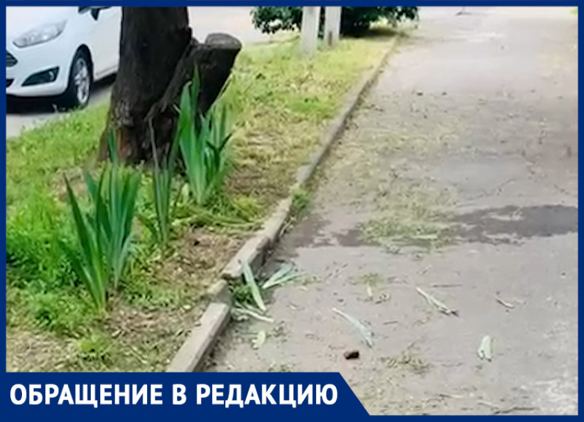 В Ростове ради порядка скосили палисадник с хвойниками