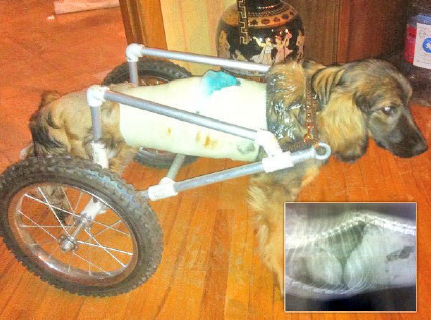 Ростовские ветеринары спасли собаку с травмой позвоночника: пес передвигается на инвалидной коляске