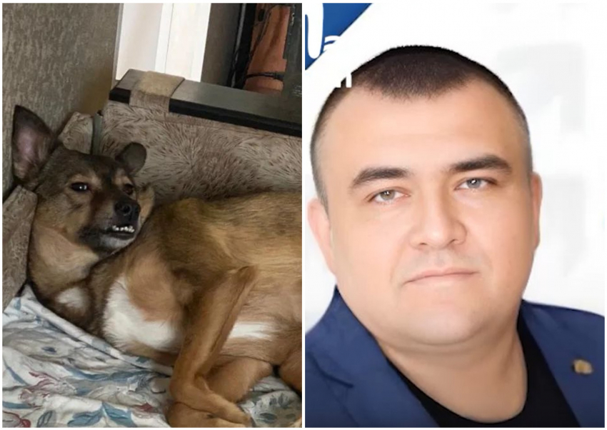 В Новочеркасске экс-кандидат в депутаты расстрелял собаку и угрожал ее хозяину