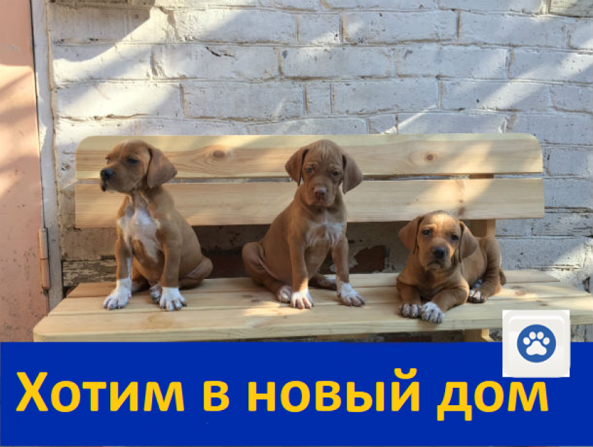 Продаю щенков