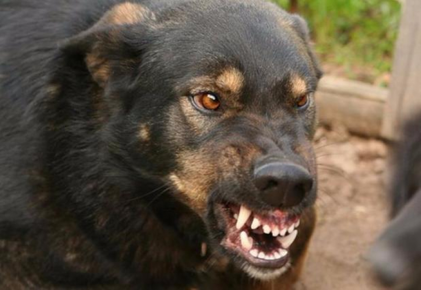 В Орловском районе на пятилетнего мальчика напала бешеная собака, которую спрятали от вакцинации  
