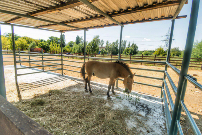 В зоопарке Ростова значительно преобразился вольер для лошадей Пржевальского