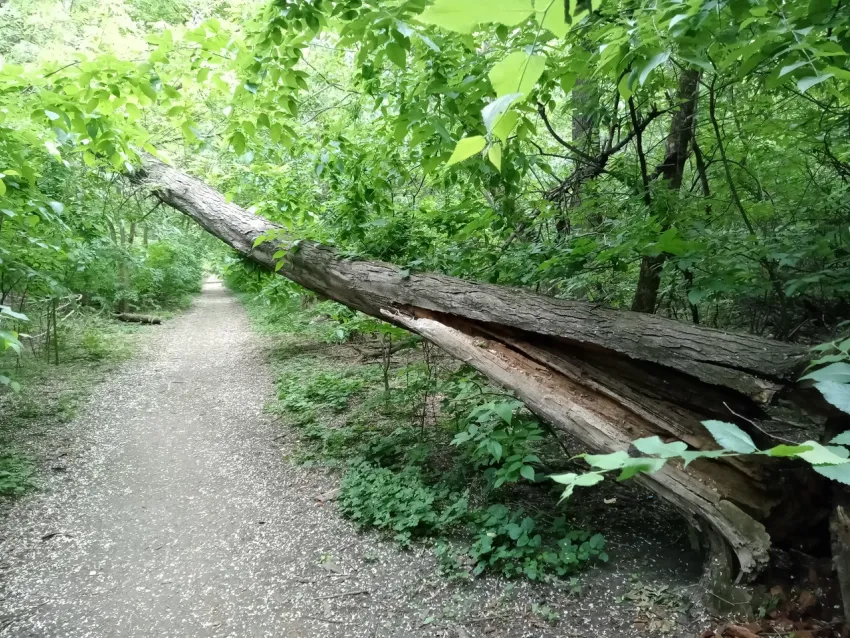 В Ростове в роще СКА нашли тело 33-летнего мужчины