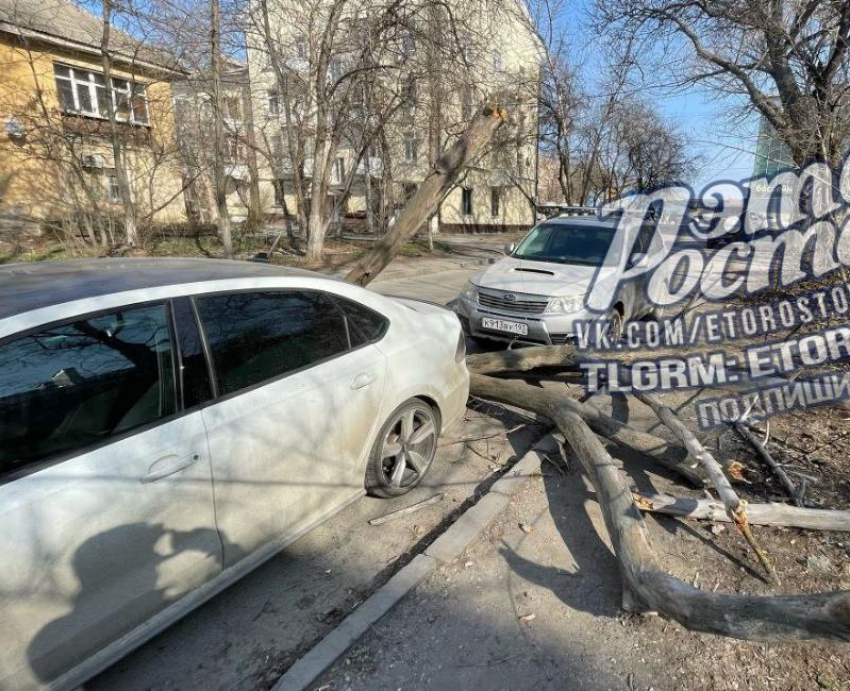 Дерево упало между припаркованными машинами и оборвало провода в Ростове