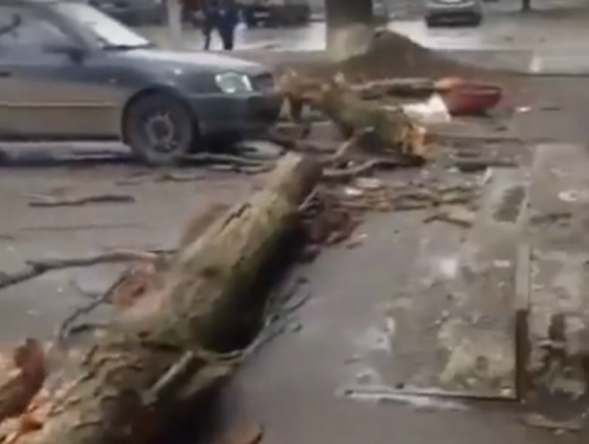 Завалившийся и разбившийся о многоэтажку огромный тополь ужаснул жителей Ростова на видео