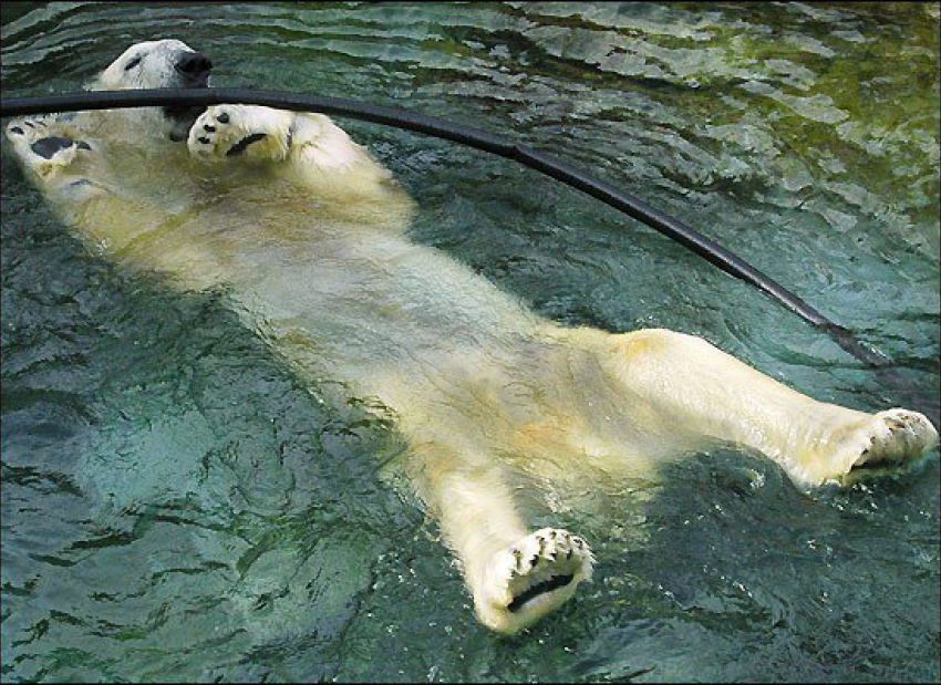 Любимый ростовчанами белый медведь Ёши умер в зоопарке Хабаровска