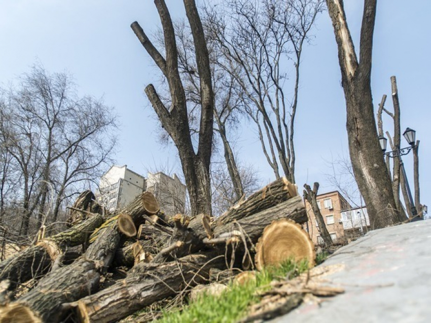 Сегодня в парке Ростова-на-Дону начали чудовищную вырубку многолетних деревьев 