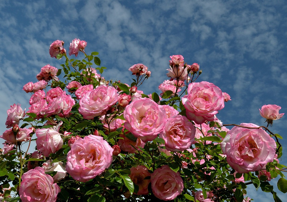 Не бойся жары и холода: ростовским садоводам стоит до холодов укрыть кусты роз