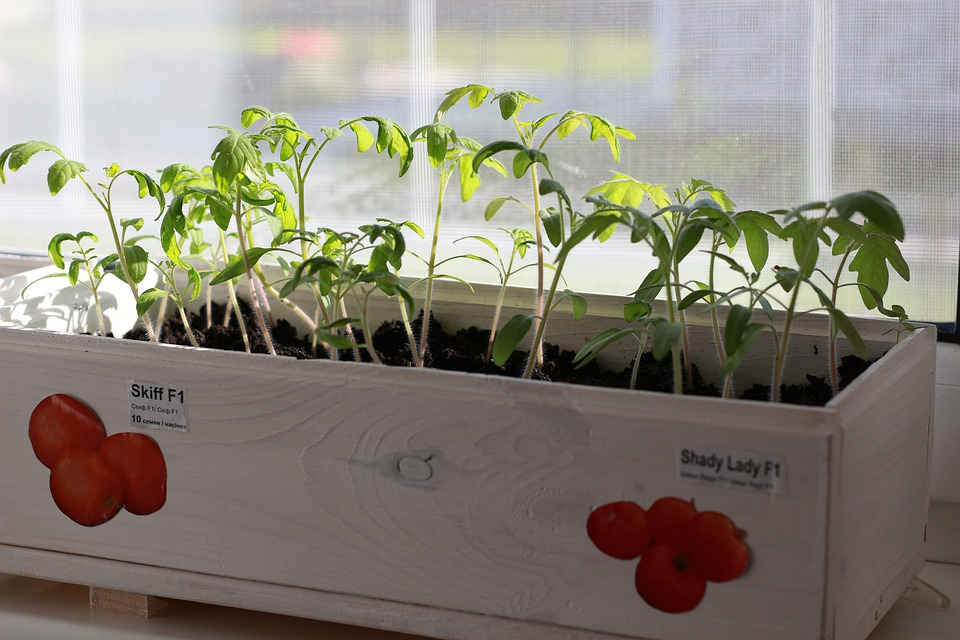 Аромат лета: выращиваем помидоры на подоконнике
