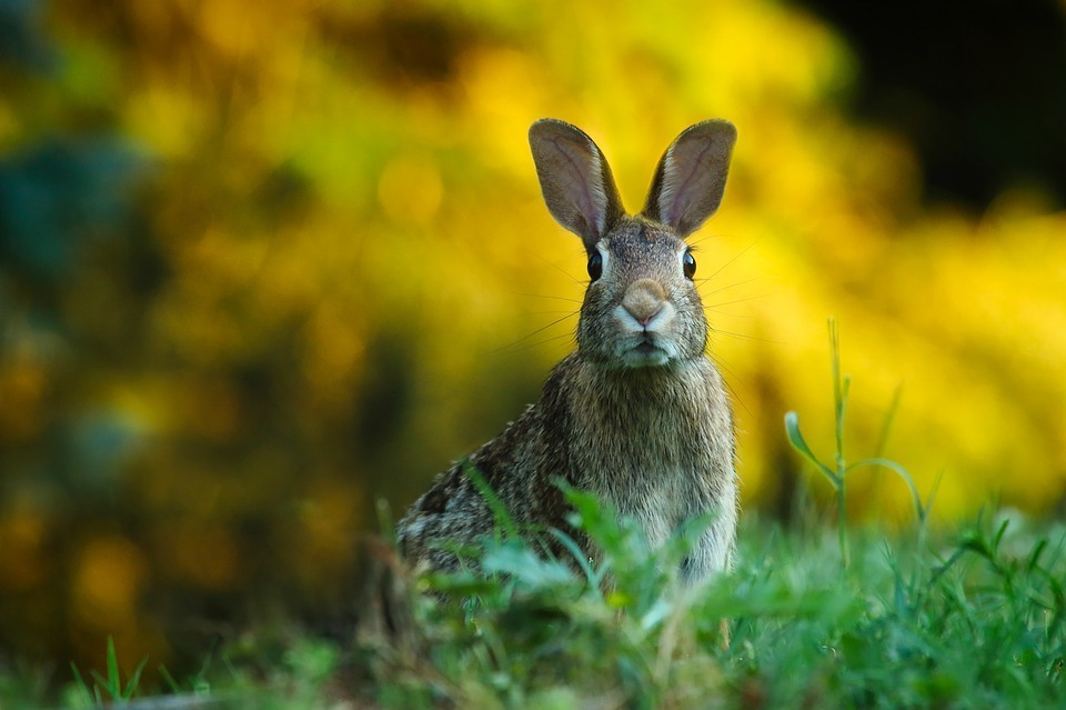 Беги, косой, беги: ростовчане начистили ружья перед сезоном охоты на зайца и лисицу