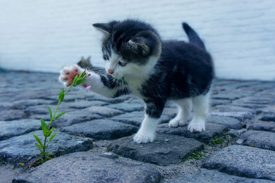 Грядка для кошки: как порадовать домашних любимиц без вреда для их здоровья