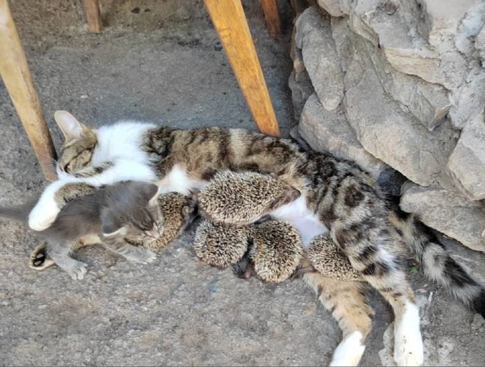 В Ростовской области кошка выкормила пятерых ежат