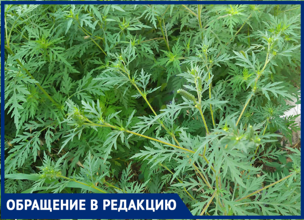 Амброзия растение где растет в россии фото