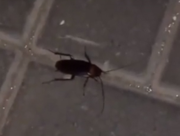 Условия при которых погибают тараканы