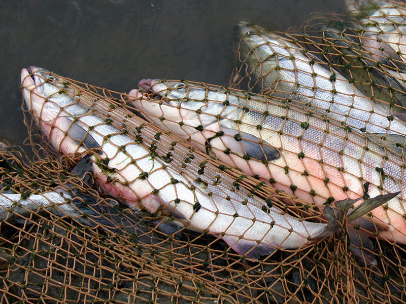 В Ростовской области изъли 300 килограмм рыбы и раков