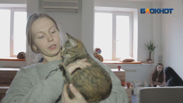 котокафе