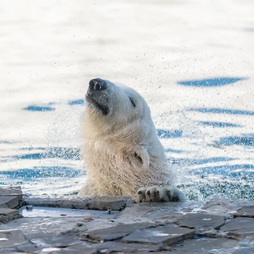 rostov_zoo_official-251680097_118613570603817_4574783428407710622_n.jpg