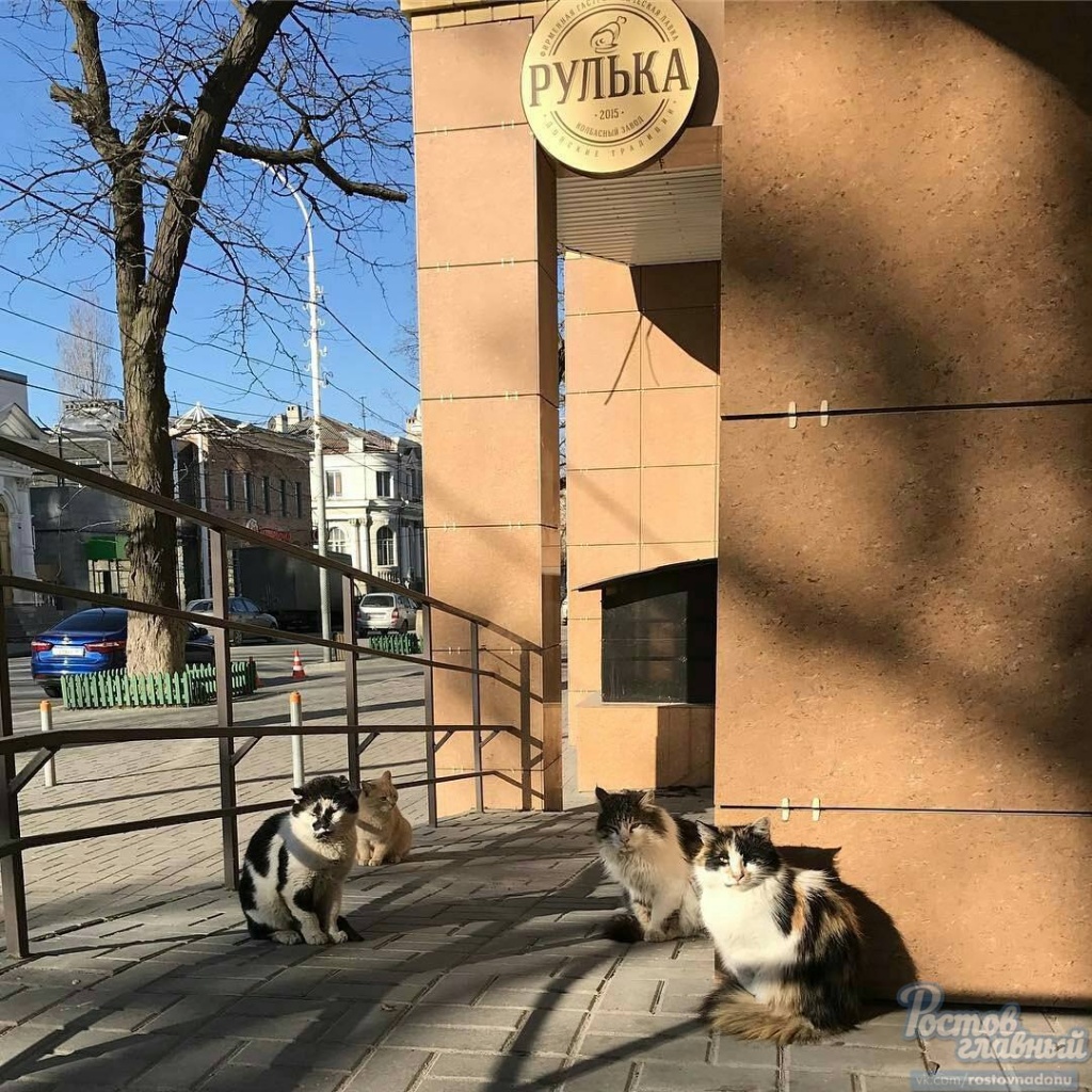 коты.jpg коты.jpg