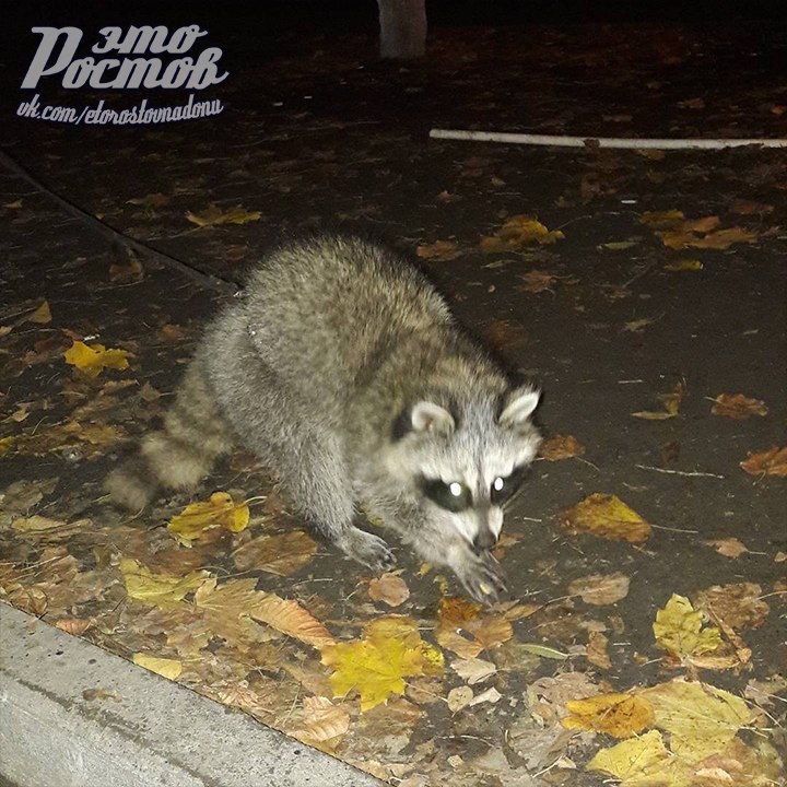 енот1.jpg